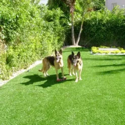 La Jolla Artificial Turf Roll 1-3/4 Inch X 15 Ft. Wide Per SF -Floor Mat Store artificial turf pet areas german shepards.jpg