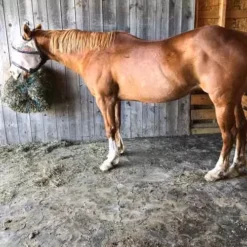 Horse Stall Interlocking Center Mat 3/4 Inch X 4x6 Ft. -Floor Mat Store horse stall mats4x6 customer horse.jpg