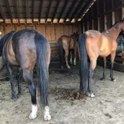 Horse Stall Mats Black 3/4 Inch X 4x6 Ft. -Floor Mat Store taylor farm horse stall mats 4x6x34 9.jpg